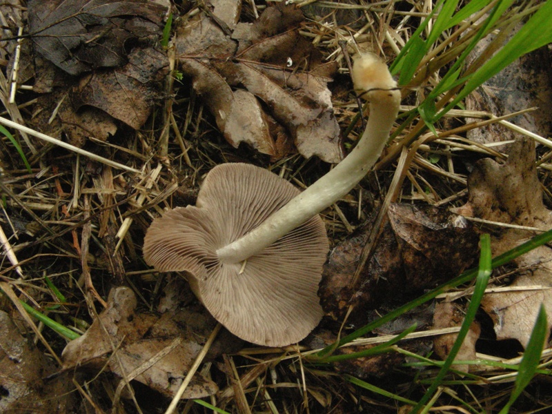 Pioggia e nervosismo con tanti funghi